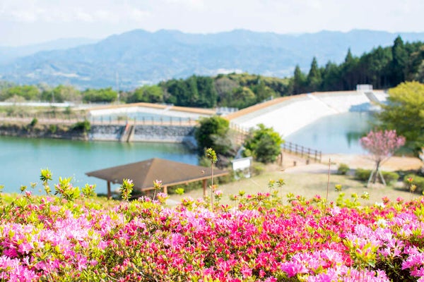 【岩国・玖珂発】 咲き誇る♪菅無田公園キリシマツツジと海上アルプス!青海島クルーズ 日帰り1